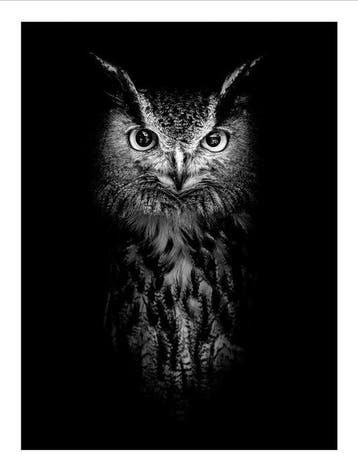 Jeffrey Van Daele - Sentinel of Wisdom