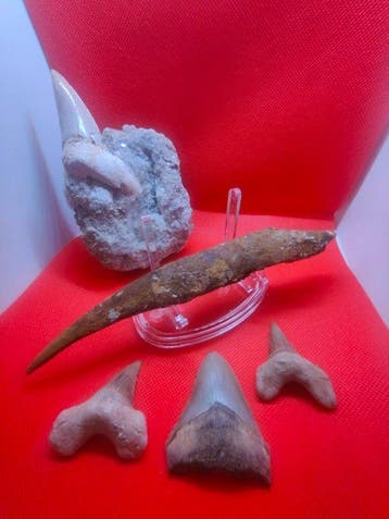Haai - Fossiel bot - Hybodus, Otodus, Megalodon