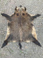 Wild zwijn Taxidermie volledige montage - Sconosciuto - 170, Antiek en Kunst, Curiosa en Brocante