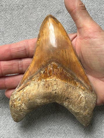 Grote Megalodon-tand, 14,0 cm - Fossiele tand - Carcharocles
