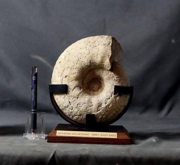 Fijn fossiel ammoniet - op standaard - Gefossiliseerd dier -