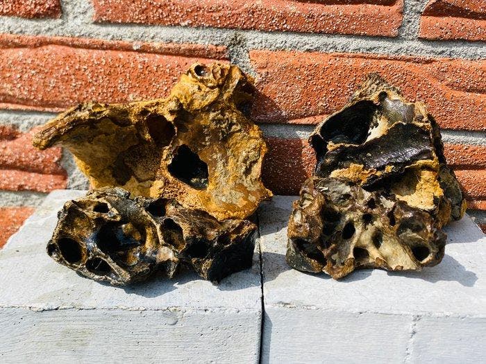 Wolharige mammoet - Fossiele schedel - Mammuthus primigenius, Verzamelen, Mineralen en Fossielen