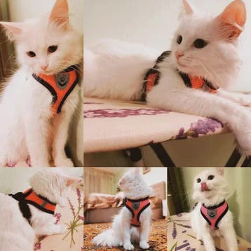 Verstelbaar Katten Tuigje met Lijn - Ademend Mesh Vest voor, Verzenden, Nieuw