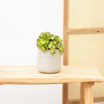 Green Bubble - Begonia Rex Jive - 25cm - Ø12 cm, Huis en Inrichting, Kamerplanten, Ophalen of Verzenden