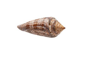 TOP-EXPERTENSTUK: Onberispelijk Conus gloriamaris (Glorie, Verzamelen, Nieuw
