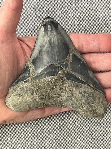 Megalodon-tand 11,6 cm - Fossiele tand - Carcharocles