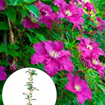 Clematis Polish Spirit container (P15) Sierplanten, Paars, Verzenden, Overige soorten, Struik
