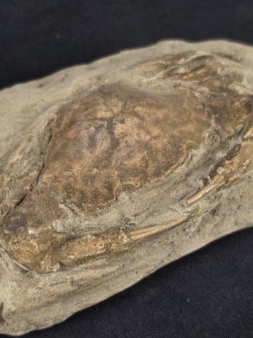 Krabben - Gefossiliseerd dier