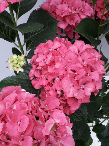 Bolhortensia, boerenhortensia gratis bezorgen Groningen, Ophalen of Verzenden, Zomer, Vaste plant, Overige soorten