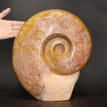 Uitzonderlijke oranje ammoniet - - Fossiel fragment -