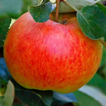 Appel James Grieve container (P18) Roze, Wit, Verzenden