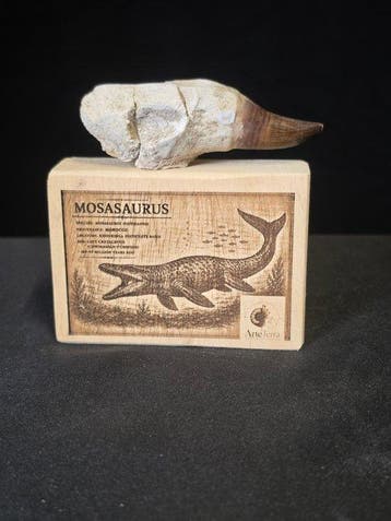 Mosasaurus - Fossiele tand - Mosasaur tooth on a custom base