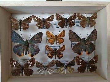 Vlinder Balg - Various species (Erynnis tages, Parnara