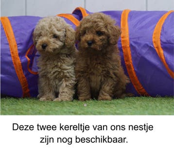 Raszuivere Toy / Dwergpoedel Puppies- Onwijs Mooi /Zie VIDEO, Dieren en Toebehoren, Poedel, Nederland, Meerdere, Meerdere dieren