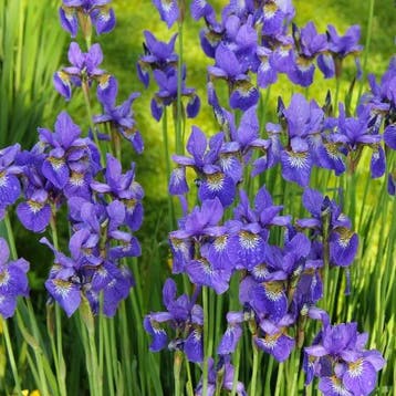 Iris Sibirica Blue King - Wortelgoed - 5 stuks, Tuin en Terras, Planten | Tuinplanten, Verzenden