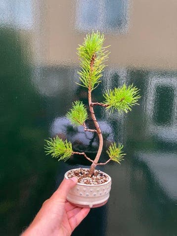 Den bonsai (Pinus) - Hoogte (boom): 33 cm - Diepte (boom):