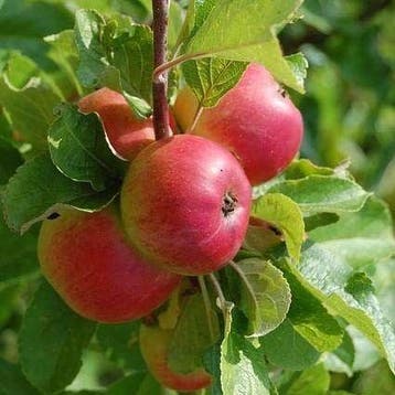 Appelboom | Voorraad direct op eigen kwekerij | BETUWEBOMEN