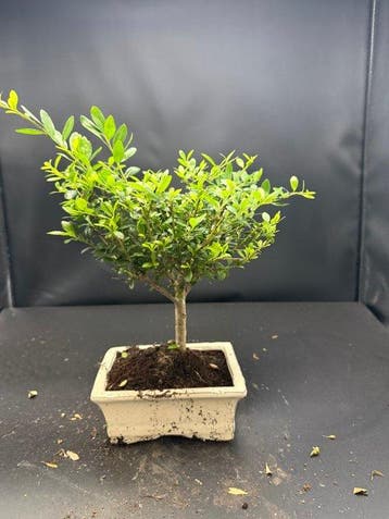 Japanese holly bonsai (Ilex crenata) - Hoogte (boom): 20 cm