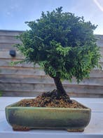 cipres bonsai - Hoogte (boom): 17 cm - Diepte (boom): 17 cm