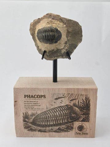 Trilobiet - Gefossiliseerd dier - Phacops (Zonder, Verzamelen