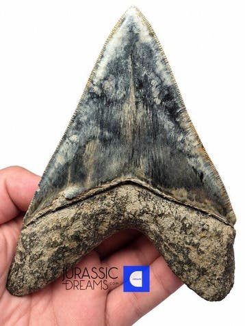 Topkwaliteit Enorme 12,5 cm Megalodon-tand in Killer Blue