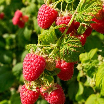 Framboos Autumn First container (P13) lichtroze, Wit, Tuin en Terras, Verzenden