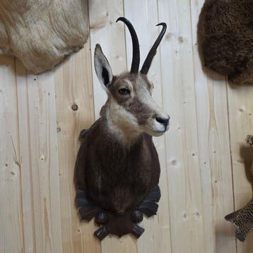 Gems Taxidermie schoudermontage - Rupicapra / Chamois - 90, Verzamelen, Nieuw