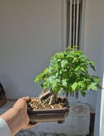 Bonsai van Acer buergerianum - Hoogte (boom): 19 cm - Diepte