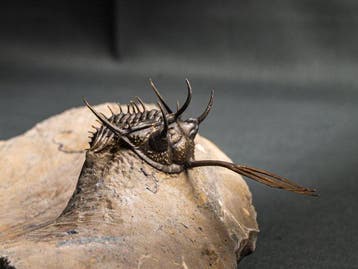 Doornige trilobiet - Gefossiliseerd dier - Walliserops, Verzamelen