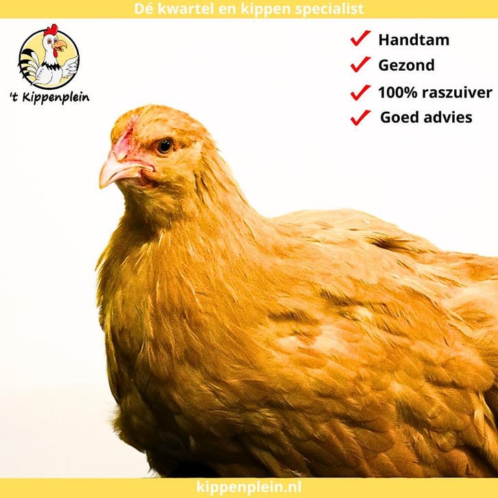 Orpington Buff - Rustig, Tam en Gezond, Dieren en Toebehoren, Pluimvee, Kip, Meerdere dieren