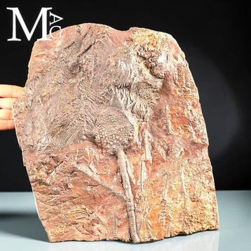 Crinoïde fossiel specimenplaat - Scyphocrinites Elegans -, Antiek en Kunst