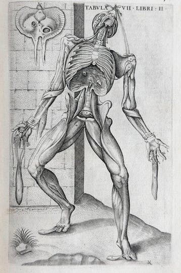 Valverde - La anatomia del corpo umano - 1586