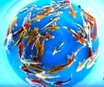 Yamasan (Yamazaki) 13-16cm (Japanse Koi), Dieren en Toebehoren, Vissen | Vijvervissen, Karper of Koi