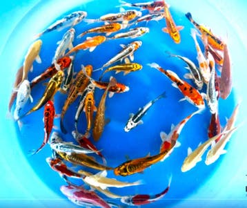 Yamasan (Yamazaki) 13-16cm (Japanse Koi), Dieren en Toebehoren, Karper of Koi
