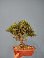 Vuurdoorn bonsai (Pyracantha) - Hoogte (boom): 32 cm -, Antiek en Kunst