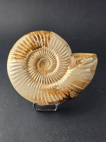 Ammoniet - Gefossiliseerd dier - Perisphincets - 11.5 cm, Verzamelen, Mineralen en Fossielen