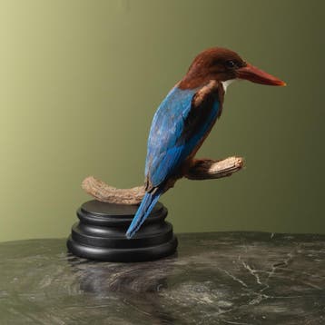 Smyrna-IJsvogel Taxidermie Opgezette Dieren By Max, Ophalen of Verzenden, Nieuw, Vogel, Opgezet dier