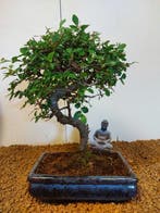 Japanese iep bonsai (Zelkova) - Hoogte (boom): 27 cm -