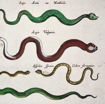 Matthäus Merian (b1593) - hand coloured folio: Snakes,