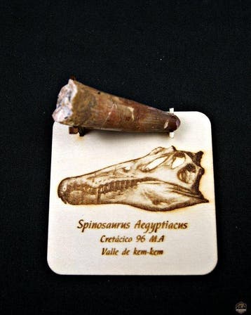Spinosaurus - Gefossiliseerde slagtand - Spinosaurus