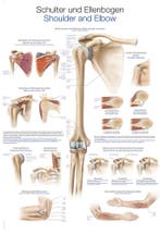 Anatomie poster schouder en elleboog (Duits/Engels/Latij..., Nieuw