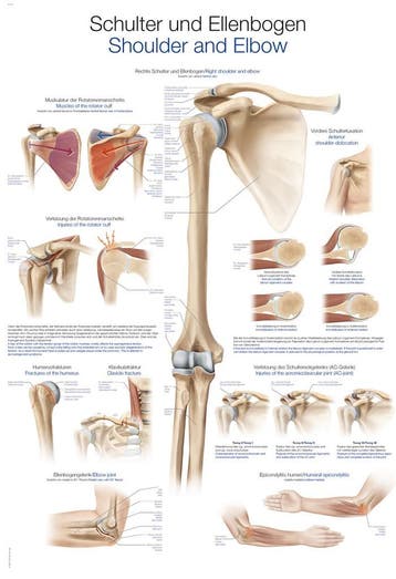 Anatomie poster schouder en elleboog (Duits/Engels/Latij..., Nieuw