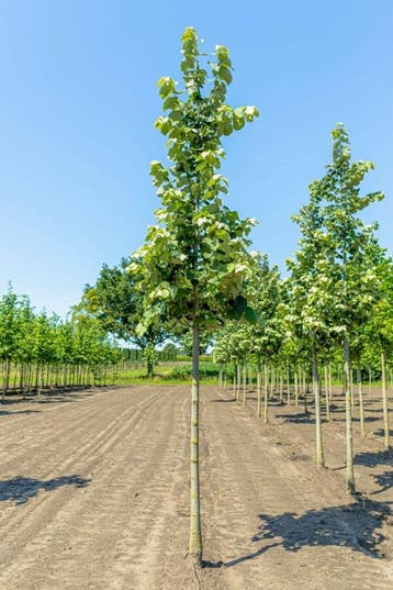 Tilia tomentosa Brabant hoogstam 18/20