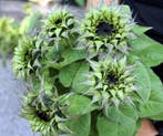Helianthus SunFill Purple F1 Zonnebloemzaden kleinverpakking, Ophalen of Verzenden, Nieuw