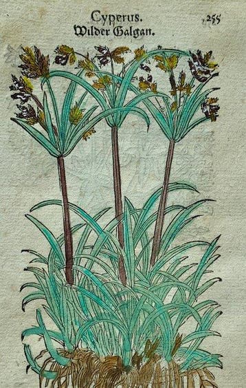 Leonhart Fuchs - Primi de stirpium historia commentariorum