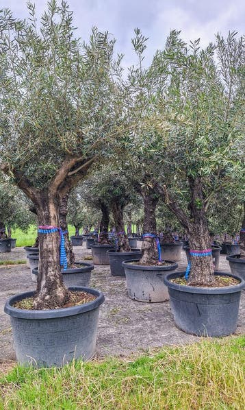 Olea Europaea, olijfboom, olijfbomen, Tuin en Terras, Planten | Bomen, Ophalen, Volle zon, Olijfboom