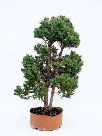 Den bonsai (Pinus) - Hoogte (boom): 77 cm - Diepte (boom):
