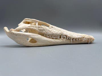 Nijlkrokodil Schedel van een reptiel - Crocodylus niloticus