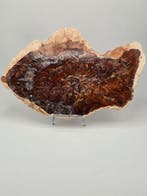 Fossiel hout - Gefossiliseerd hout - 21 cm (Zonder