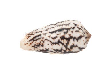 Reus van zijn soort: Conus magus (61 mm) uit de Filipijnen, Nieuw